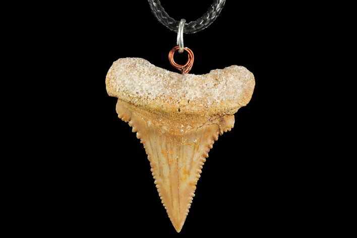 Fossil Shark (Palaeocarcharodon) Tooth Necklace -Morocco #110224